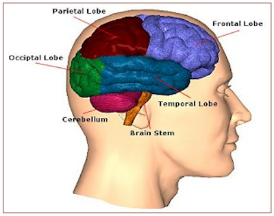 Brain Parts Image